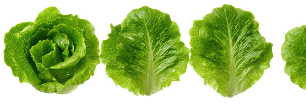 A row of fresh, vibrant green lettuce leaves against a black backdrop, showing various stages