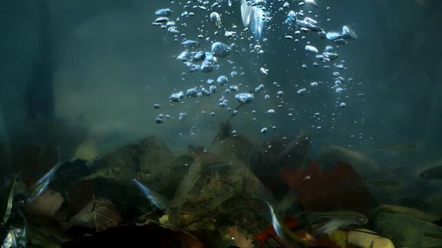 Cinematic kingfisher dive and hunt underwater, 700 fps, 4K