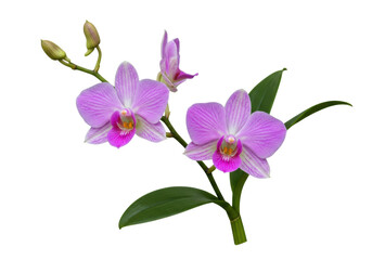 Obraz premium Isolated Phalaenopsis orchid stem with flowers and buds on plant, no background