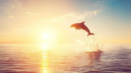 Dolphin leap HD photography showing dynamic arc and droplets, golden light for commercial use