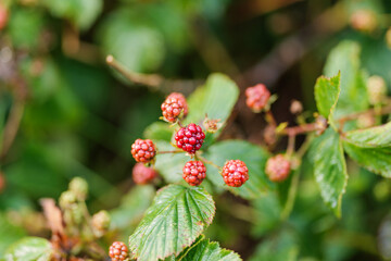 Red, unripe blackberries. Close-up. Detail. Blurred background.