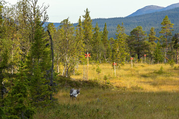 Wild reindeer grazing in Swedish wilderness meadow sunshine