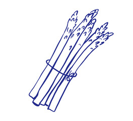 Asparagus vegetable hand drawn sketch. Doodle style icon. Vector isolated whimsical illustration.