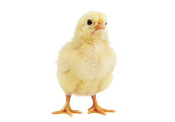 Isolated yellow fluffy baby chick with orange legs looking ahead attentively in studio shot