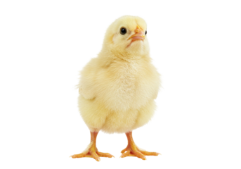 Isolated yellow fluffy baby chick with orange legs looking ahead attentively in studio shot