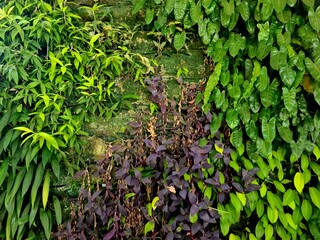 Wall covered with climbing plants, green and purple vines spreading across surface