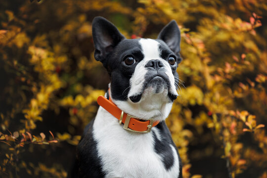 boston terrier dog portrait in autumn