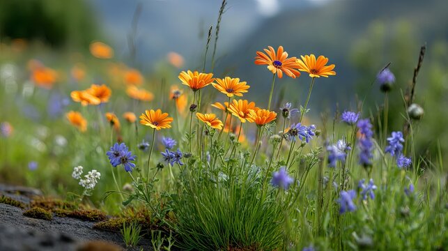 Vibrant orange and blue wildflowers blooming in sunny mountain meadow with lush green grass and distant peaks peaceful alpine spring nature landscape background