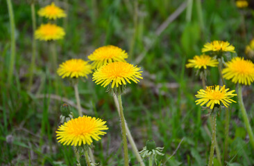 Vibrant Yellow Dandelions Blooming in a Green Field close up