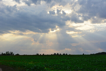 Sun Rays Breaking Through Clouds Over a Green Field wallpaper
