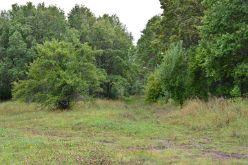 Overgrown Path Leading into a Dense Green Forest
