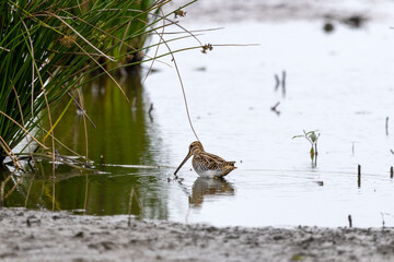 Bekassine sucht Nahrung im Feuchtgebiet Moorg&uuml;rtel