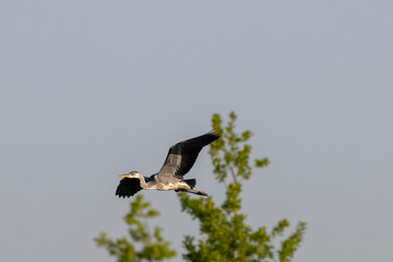 Fliegender Graureiher mit offenen Flügeln