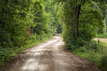 A beautiful, winding gravel road surrounded by lush, dense greenery. Vibrant greenery. The road is illuminated by natural light. A rural landscape.