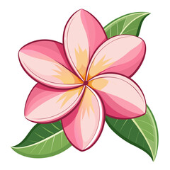 frangipani pink vector illustration isolated on white