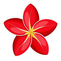 vector illustration frangipani red flower on white background