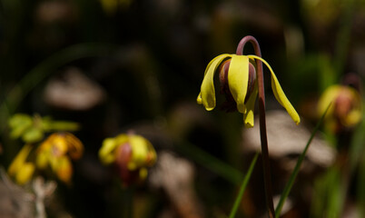 Flower of the California Cobra Lily (Darlingtonia californica), Northern California
