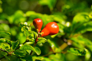 Two vibrant red, heart-shaped buds of pomegranates (Punica granatum) glow amidst lush green foliage, basking in soft sunlight