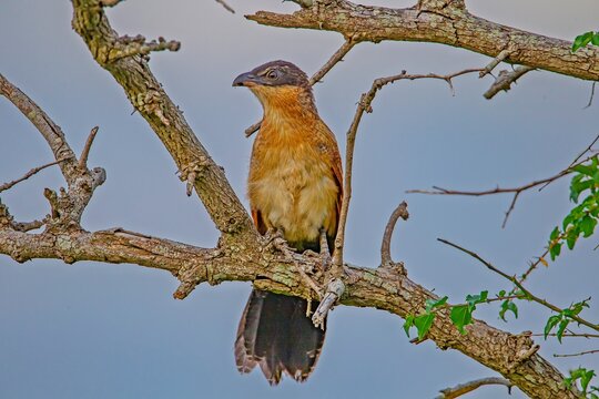 Burchell's coucal (Centropus burchellii) is a cuckoo species in the Cuculidae family. It is found in sub-Saharan Africa