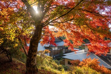 茨城県大子町　慈雲寺の紅葉
