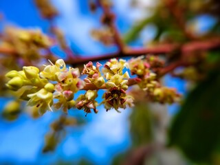 close-up of a bunch of mango flowers on a tree