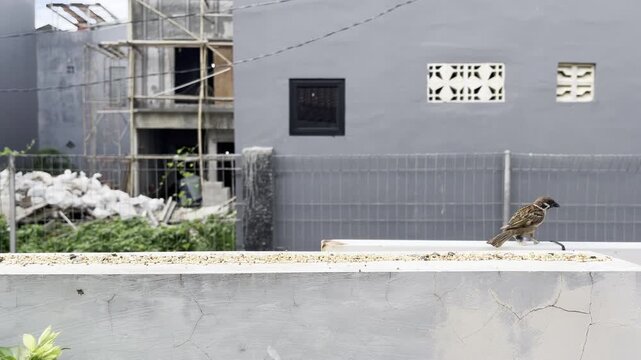Two sparrows eating from the feeder on a concrete wall with urban setting.