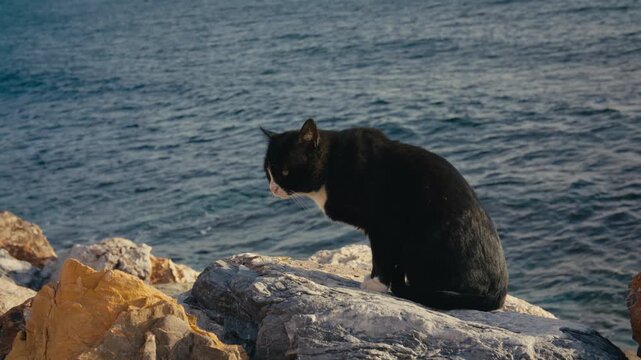 A dominant black and white stray tomcat sits on coastal rocks, observing while other cats dart around in the warm sunlight.
