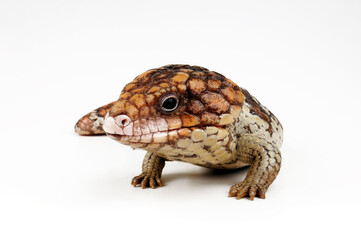 Tannenzapfenechse // Shingleback skink, shingleback lizard (Tiliqua rugosa) - Australien