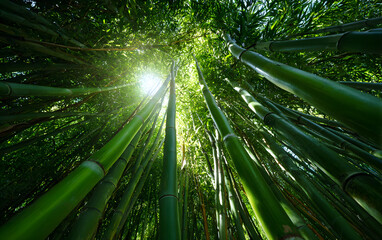 Sunlight filtering through dense bamboo forest, vibrant green stalks with soft rays creating peaceful, natural atmosphere and depth.