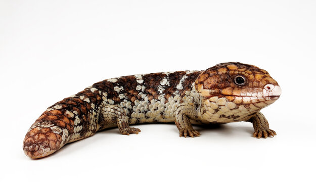 Tannenzapfenechse // Shingleback skink, shingleback lizard (Tiliqua rugosa) - Australien
