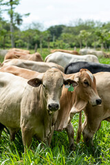 A Brangus beef cattle feeding on sustainable farm in Panama, Central America - stock photo