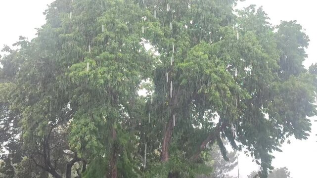 Heavy rain and strong winds on a tree