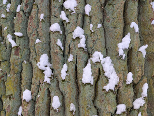 Birch bark with  snow 