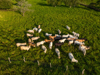 Aerial view of group of beef cattle feeding on sustainable mountain farm in Panama, Central America - stock photo