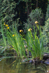 Lush garden scene with Yellow flower Iris pseudacorus (yellow flag, yellow iris), lgrowing on shore pond. Dense greenery and coniferous shrubs surround space, creating natural, serene atmosphere.