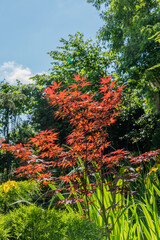Japanese maple (Acer Palmatum) with bright orange leaves and bright red heart grows on  bank of garden pond. Surrounding it is lush green plants and against backdrop of tall trees is blue sky.