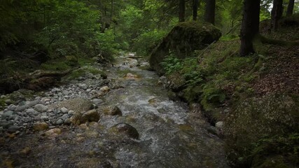 Clear mountain stream flowing through dense mixed forest in Carpathian Mountains, summer, lush green canopy of spruce and beech, crystalline water over pebble and moss-covered rocks, shaded daylight