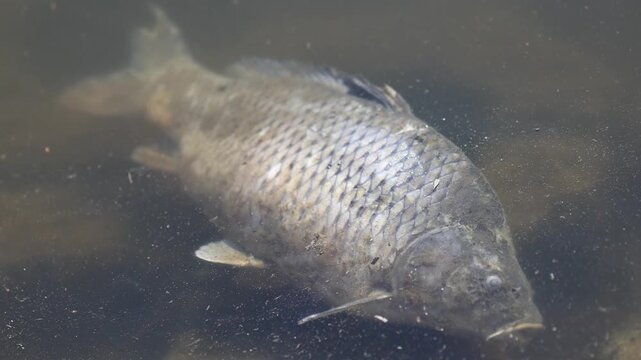 Slow motion caption of big dead fisc carp cyprinus carpio