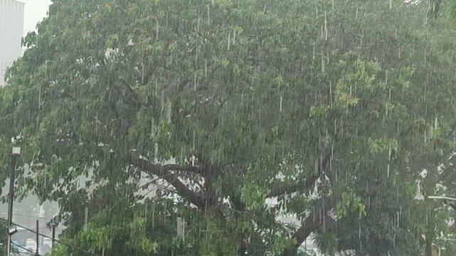 Heavy rain and strong winds on a tree