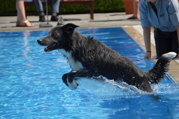 Dog performs an impressive jump into swimming pool during a sunny day