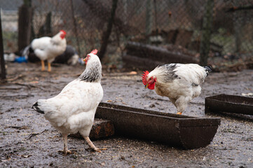 Free-range chickens feeding in a muddy farmyard near old metal troughs. Natural rural environment, authentic poultry behavior, wet ground and rustic textures create a realistic farming atmosphere.
