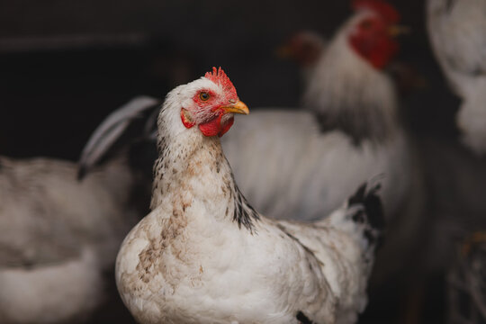 White farm chicken standing inside a rustic coop, captured in a natural environment with detailed feathers and soft light. Perfect for themes of agriculture, poultry farming, rural life and animal hus