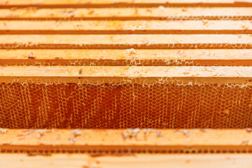 Detailed close-up of wooden honeycomb frames with golden honeycomb cells. The hexagonal pattern of beeswax is clearly visible, highlighting the intricate work of bees. Warm, natural tones dominate the