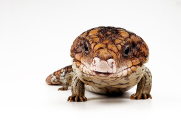 Shingleback skink, shingleback lizard // Tannenzapfenechse (Tiliqua rugosa) - Australia