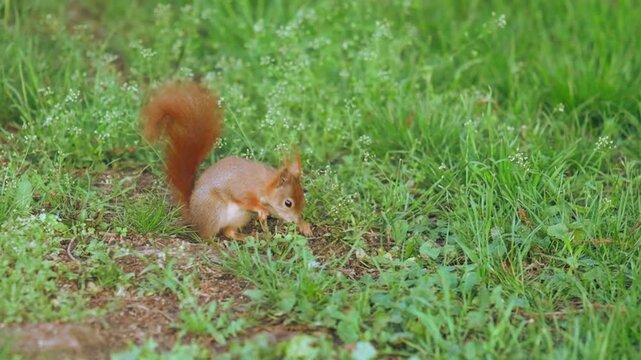 Red squirrel in spring park looking for something to eat