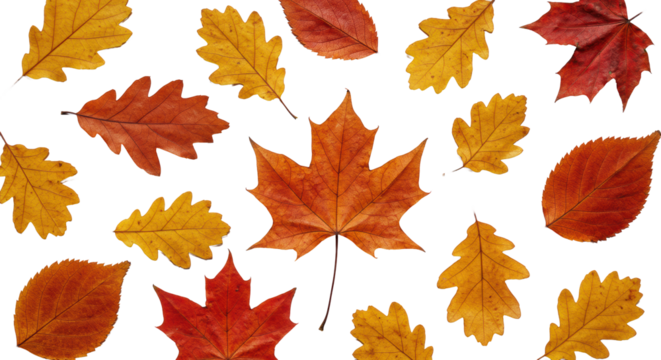 extreme macro flat lay of vibrant crimson and mustard yellow autumn maple and oak leaves, highly textured and crisp, scattered on a transparent high-key background. concept of elegant autumn still