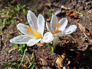Close-up of white crocuses growing in a meadow.