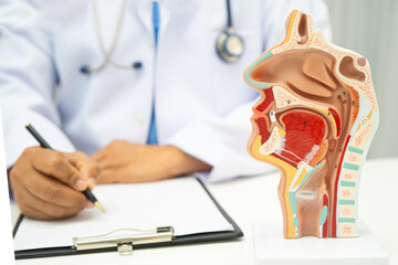 Asian doctor with nasal oral throat cavity neck human anatomy model for study diagnosis and treatment in hospital.