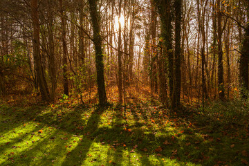 Eine warme Herbstwaldszene, in der goldenes Licht durch die Bäume bricht und das leuchtend grüne...