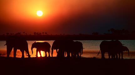 elephants at sunset